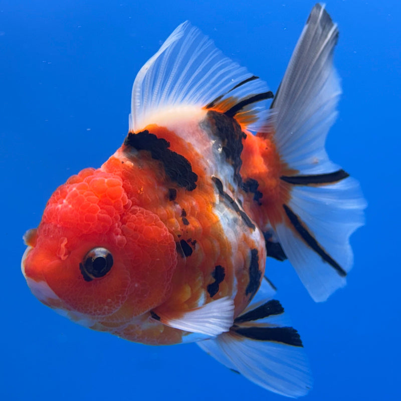 Thai Oranda Tri-Color Tiger Calico 3” Body Female(CK-622)R1B02
