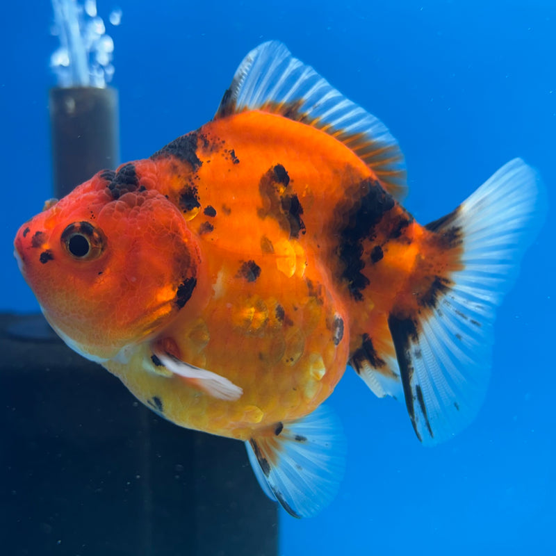 Thai Oranda Calico Tiger Yuanbao by SHOGUN 3” Body Female(CK-1171)R3A06