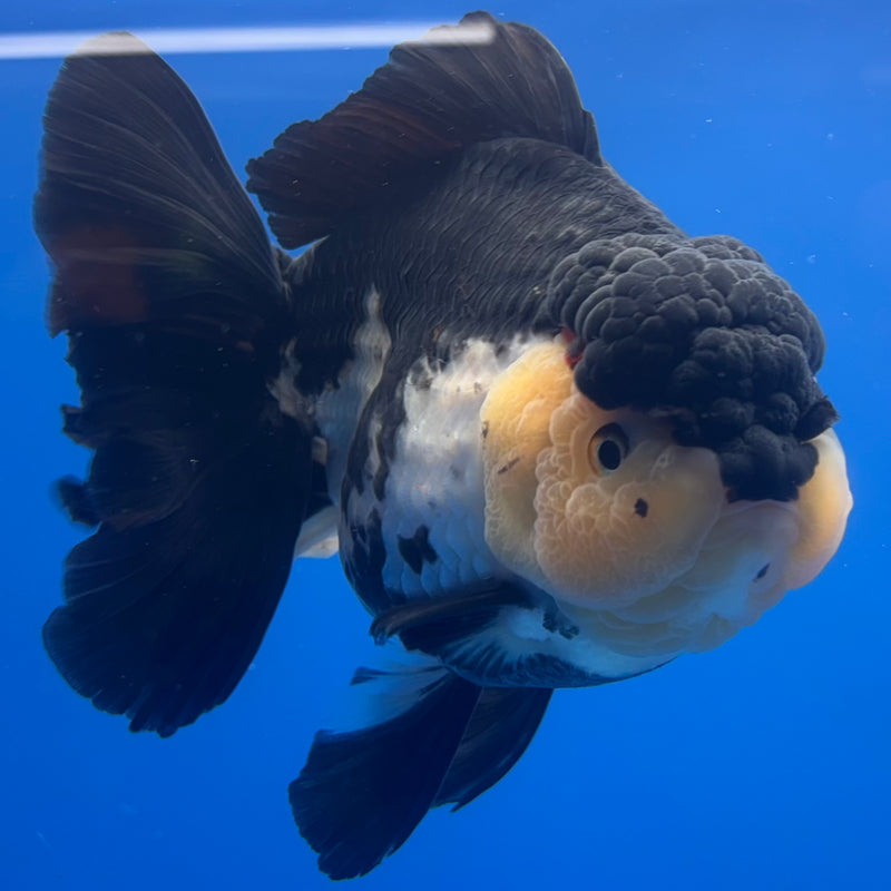 Thai Oranda JUMBO Panda 5” Body Female(QGF-CK-1327)BLUETUB1