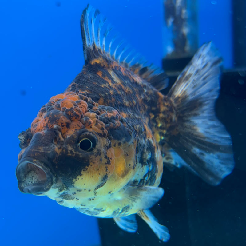 Thai Oranda Calico 3” Body Female(CK-1499)R3A05