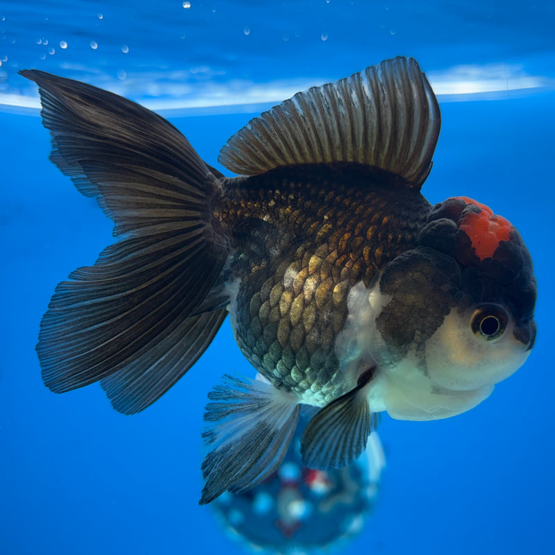 Thai Oranda Tri-Color 3” Body Female(CK-1138)R3A14
