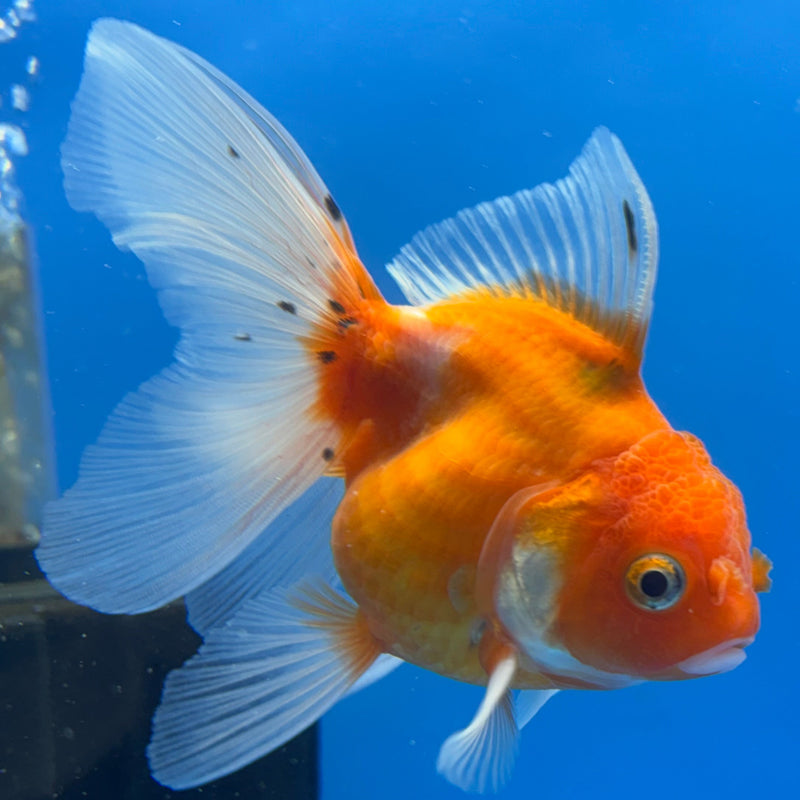 Thai Oranda Full Orange Calico RARE 3” Body Female(CK-632)R1A01