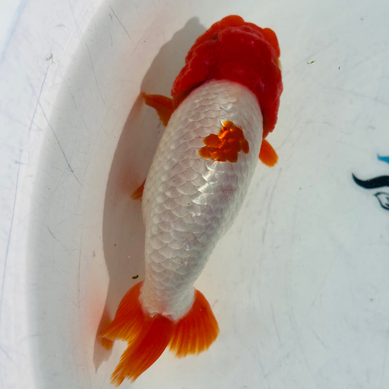 Live Fancy Goldfish Thai Ranchu AA Grade Top View Red & White Ranchu 3.5” Body Male(CK-879)BLUETUB1