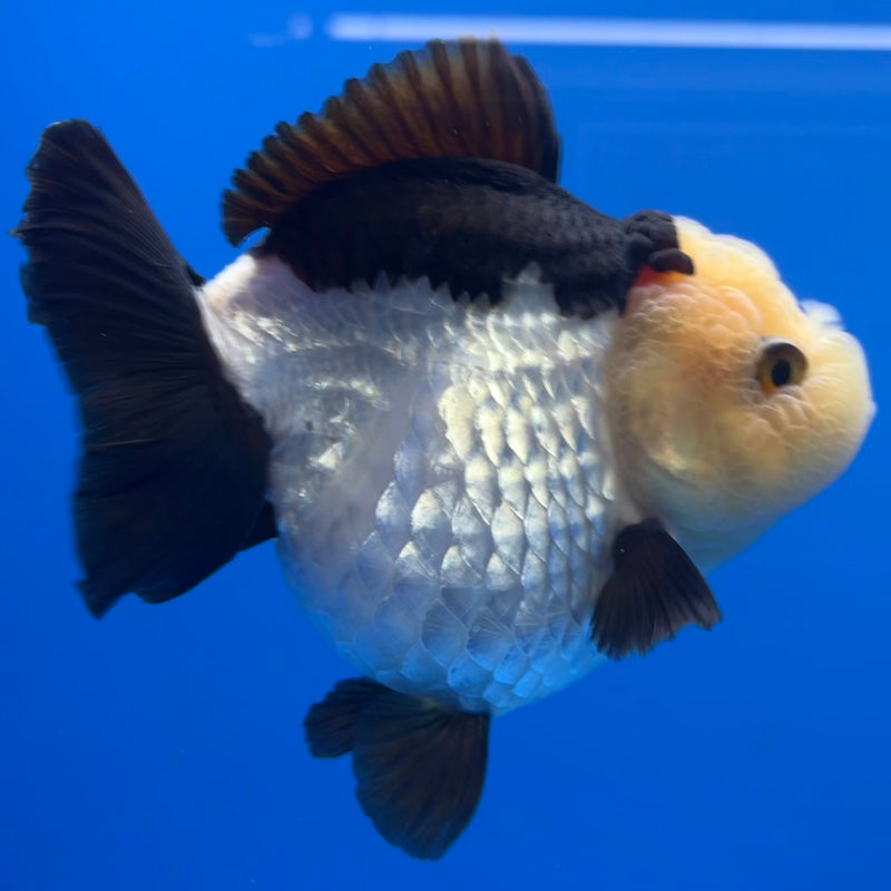 Thai Premium Oranda Yuanbao Lemon Head Panda 4” Body Female(CK-752)R1BlueTub4