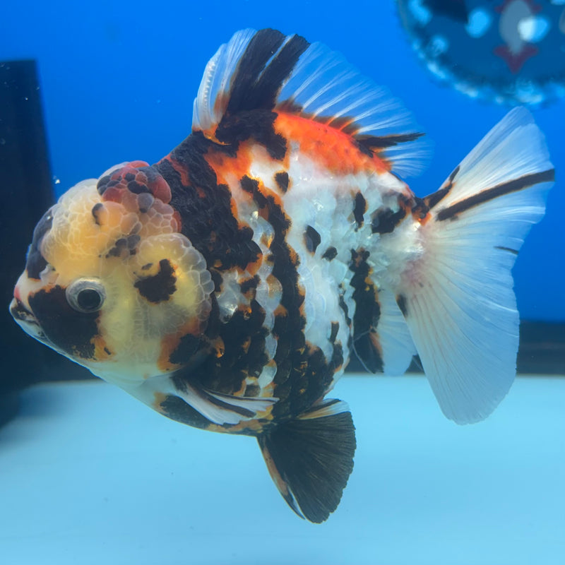 Thai Oranda Tri-Color Calico Tiger 4” Body Male(CK-835)R3A16