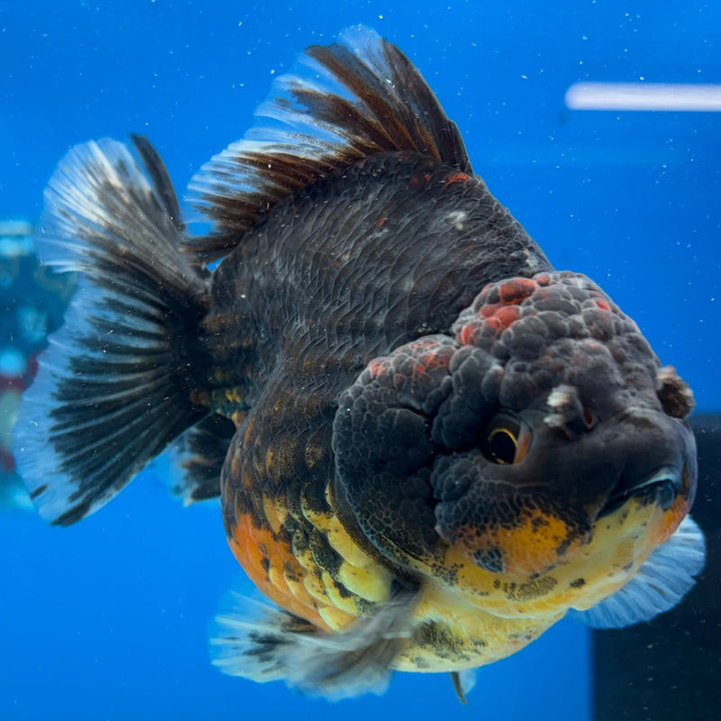 Thai Oranda Calico 3.5” Body Male(CK-1517)BLUETUBD