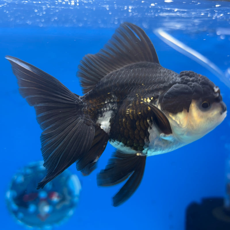 Thai Oranda Panda 3” Body Female(CK-1492)R3A05