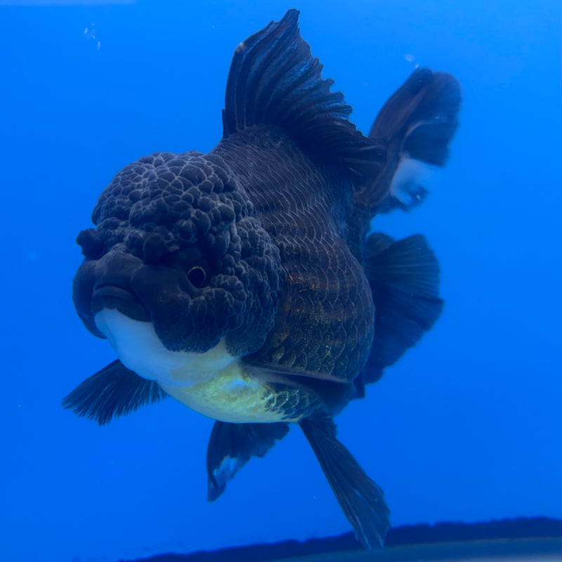 Thai Oranda Full Black 4” Body Male(CK-818)R1B04