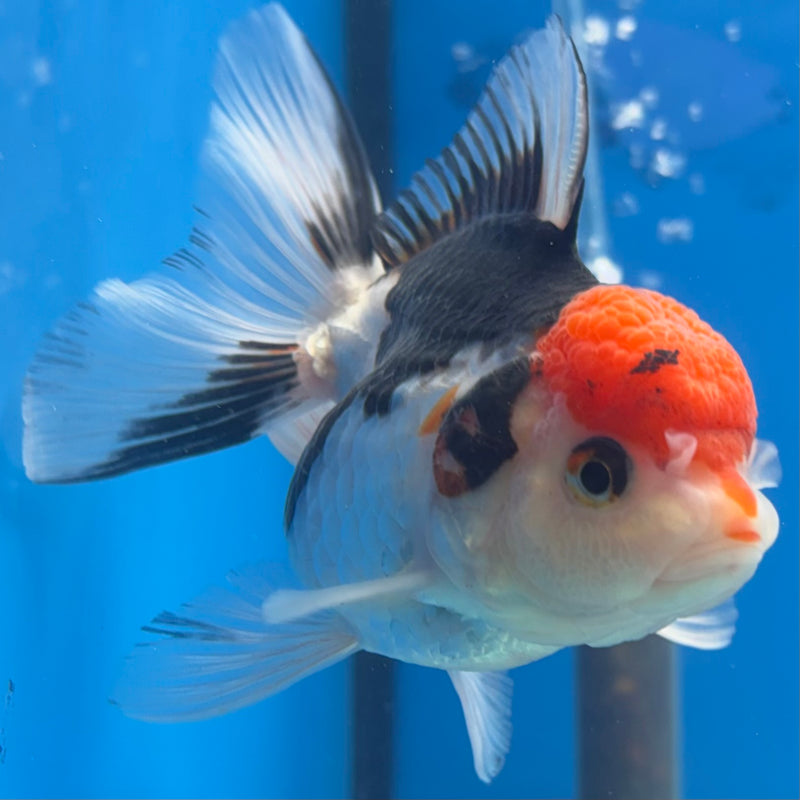 Thai Oranda Tri-Color 3.5” Body Female(CK-923)R1BLUETUB4