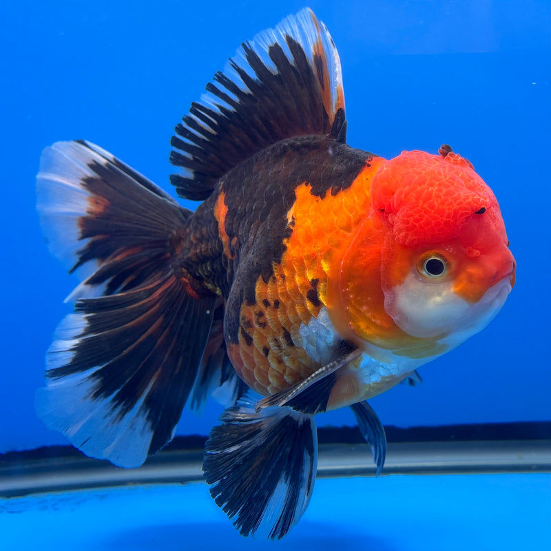 Thai Oranda AA JUMBO Apache 4.5” Body Male(AA-CK-1348)R1BLUETUB3