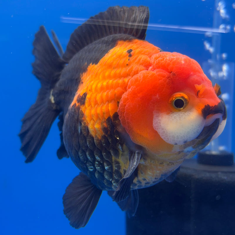 Thai Premium Oranda Yuanbao Apache 4” Body Male(CK-770)R1BlueTub4