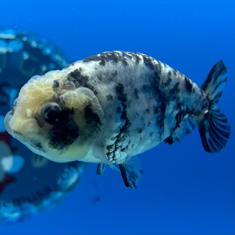 Thai Ranchu Tiger Granite Calico 3” Body Male(CK-1385)R1A09