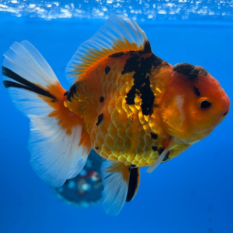 Thai Oranda Tiger Calico 3.5” Body Female(BIN-CK-1056)SHOWTANK2