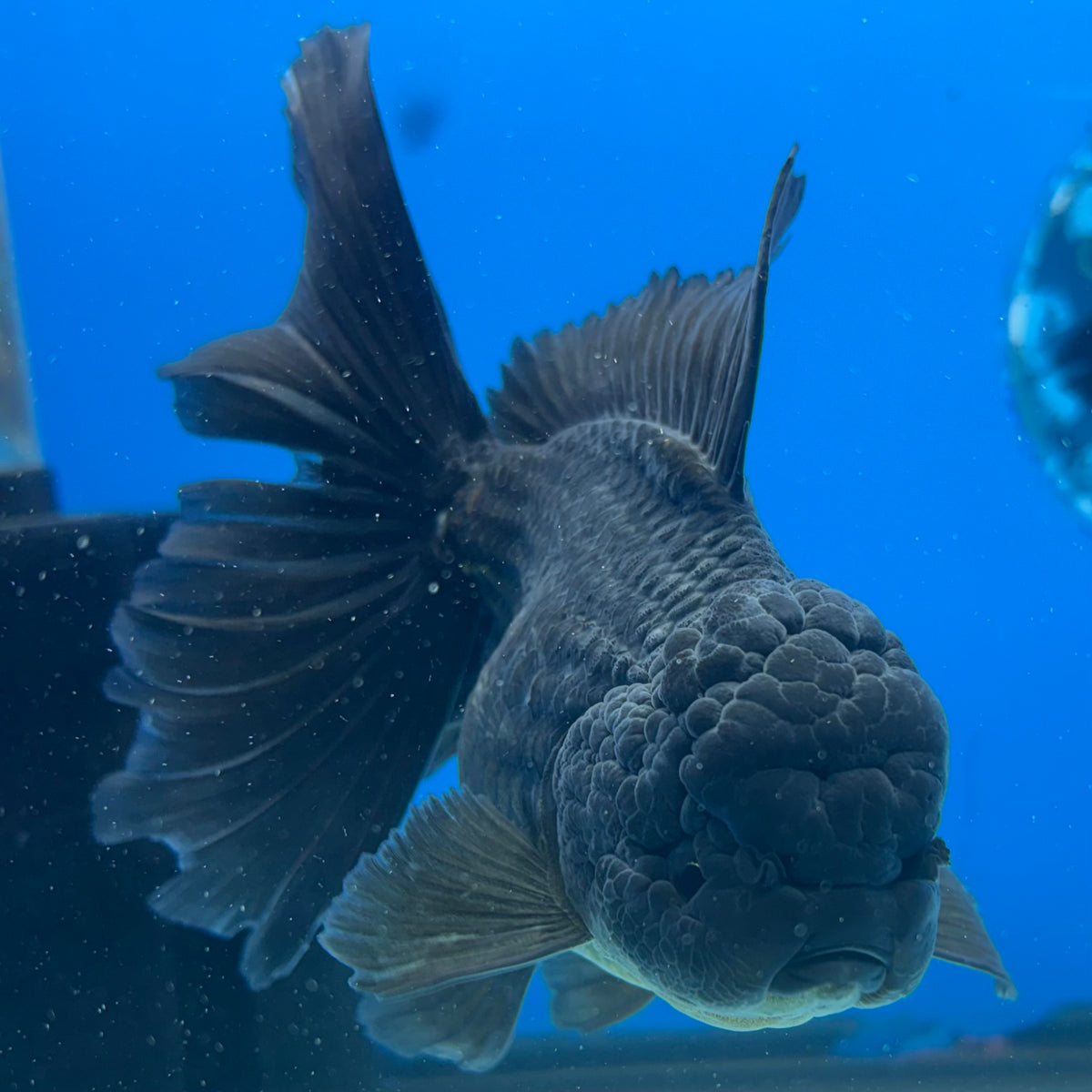Thai Oranda JUMBO Full Black 4” Body Female(CK-1399)SHOWTANKB✅