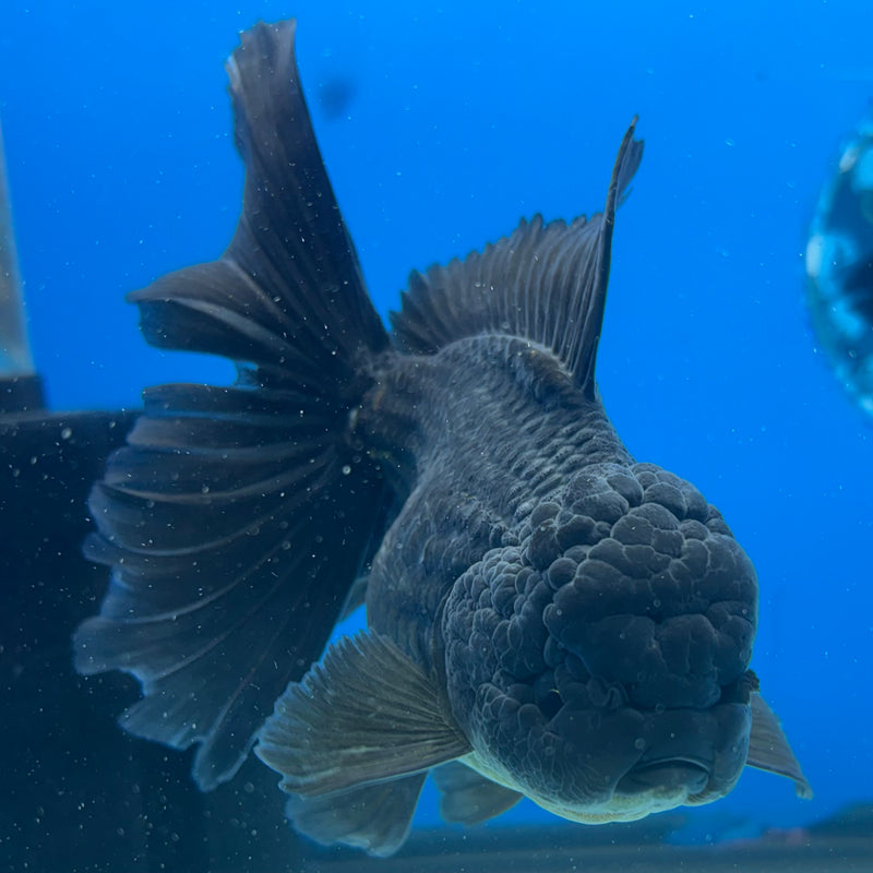 Thai Oranda JUMBO Full Black 4” Body Female(CK-1399)SHOWTANK2