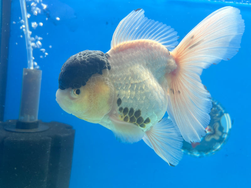 Thai Oranda AA Quality Panda  4” Body Female(CK-1107)SHOWTANK2