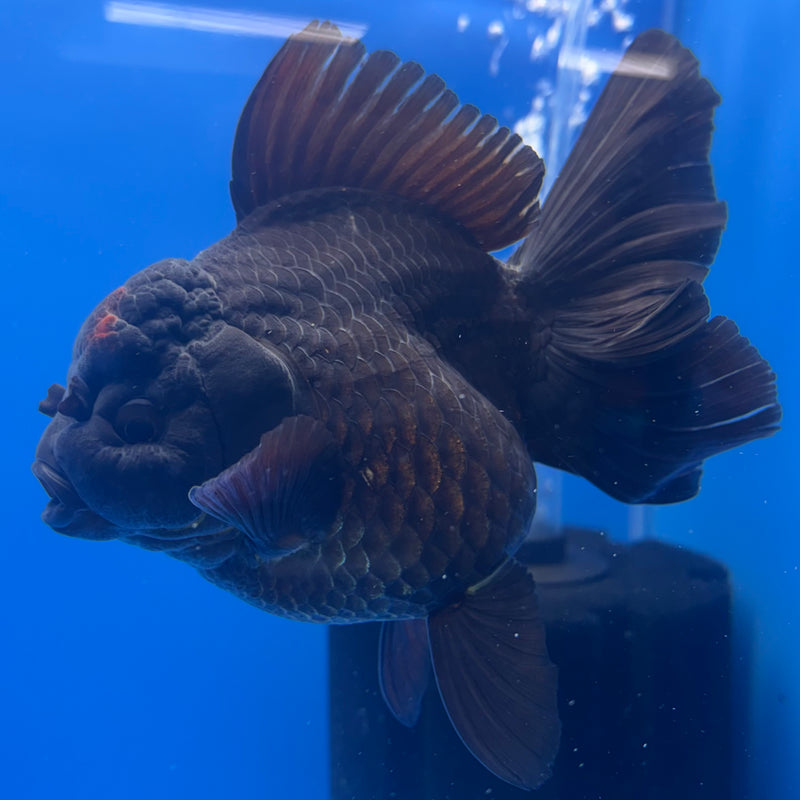 Thai Oranda JUMBO Black Body Red Cap 4” Body Female(QGF-CK-1329)BLUETUB1