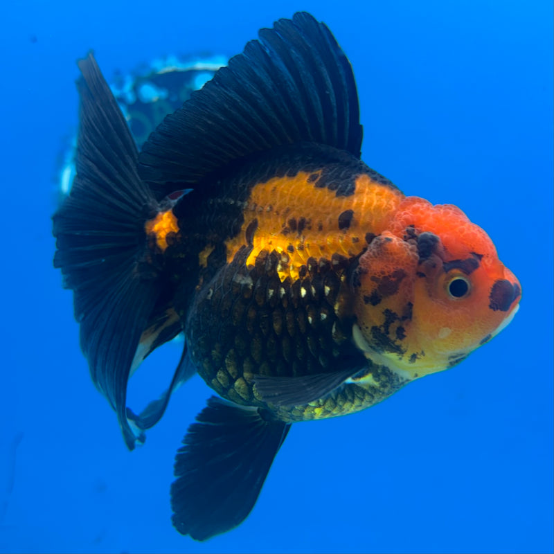 Thai Oranda Apache 3” Body Female(CK-847)R3B19