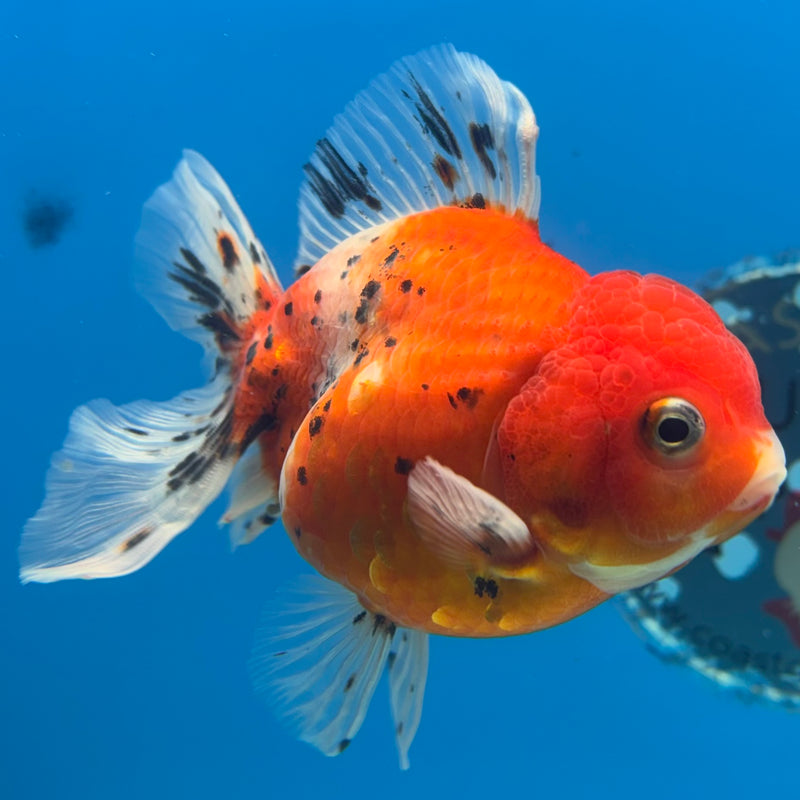 Thai Oranda Tri-Color Calico 3.5” Body Male(QGF-CK-1089)SHOWTANK