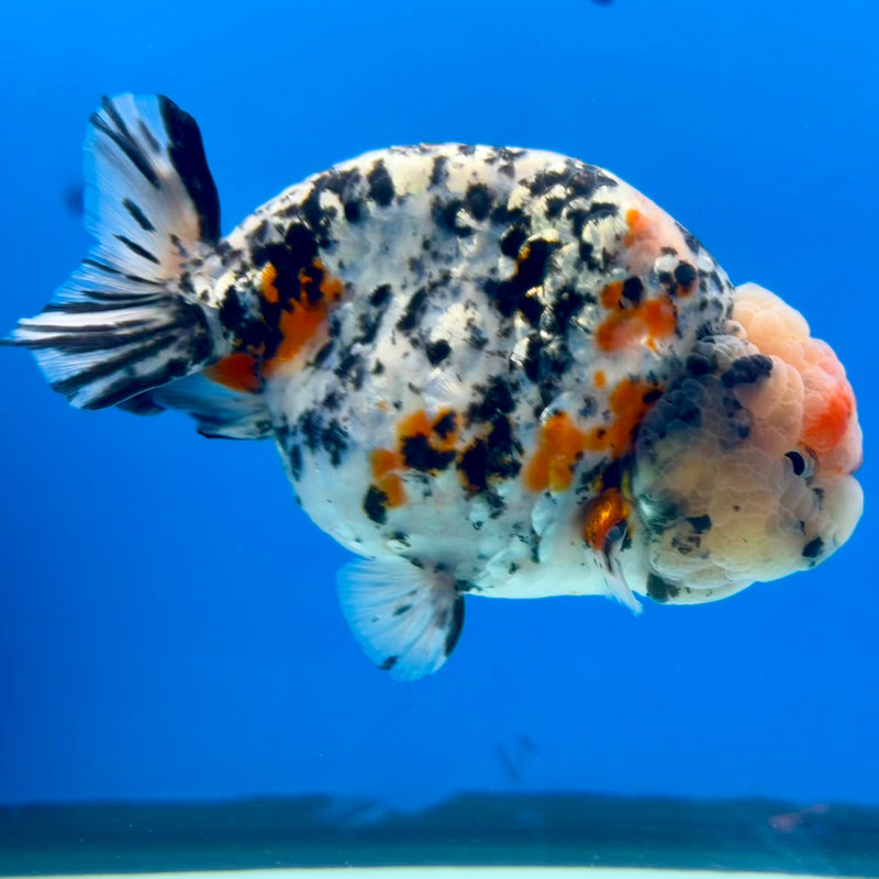 Thai Ranchu White Tiger 4” Body Male(CK-1209)BLUETUB1