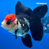 Thai Oranda Tri-Color 3” Female(CK-1630)R2B10
