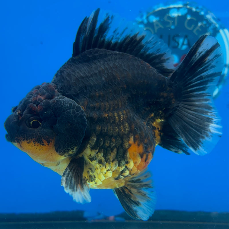Thai Oranda Calico 3.5” Body Male(CK-1517)BLUETUBD