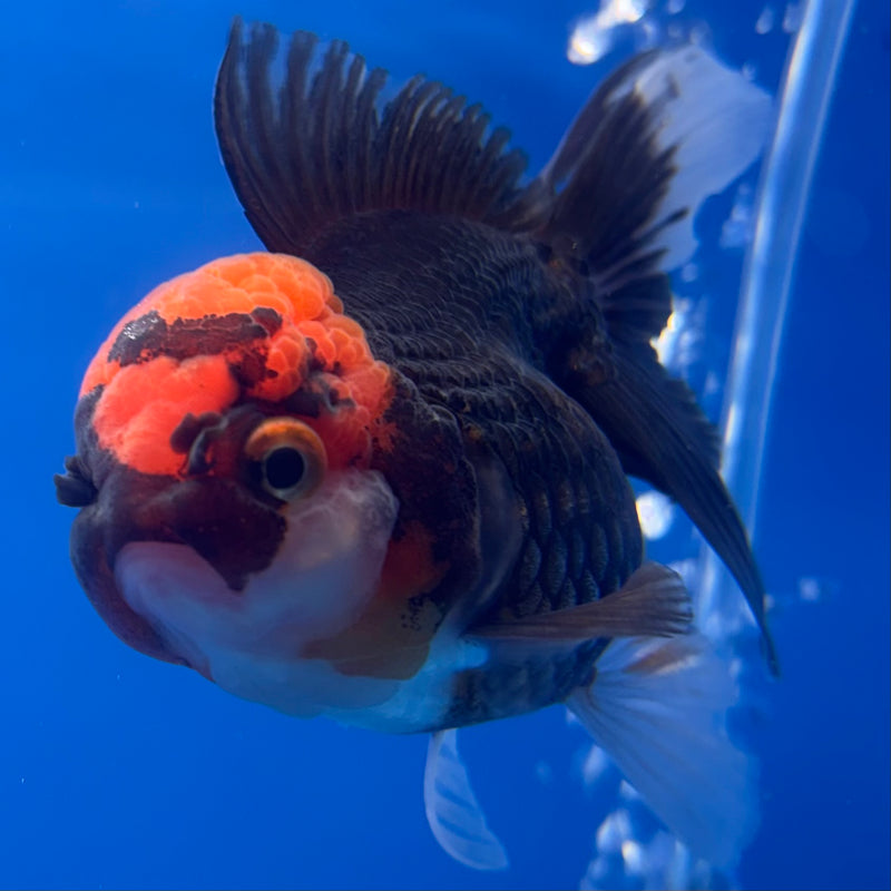 Thai Oranda Black Body Red Cap 3” Female(CK-786)R1A12
