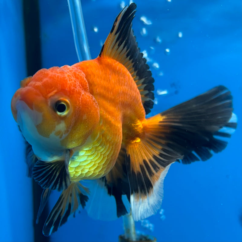 Thai Oranda Apache 2.5” Body Male(CK-855)R3B17