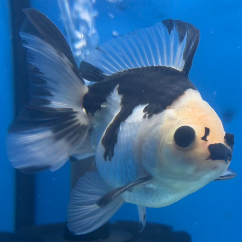 Thai Oranda Panda 3” Body Male(CK-1414)R3A12