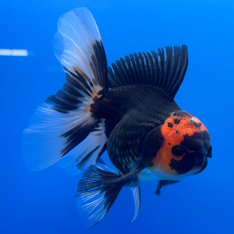 Thai Oranda Black Body Red Cap/Apache 3” Body Male(CK-730)R1B01