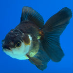 Thai Oranda Tri-Color 2.5” Male (CK-1558)R3A12