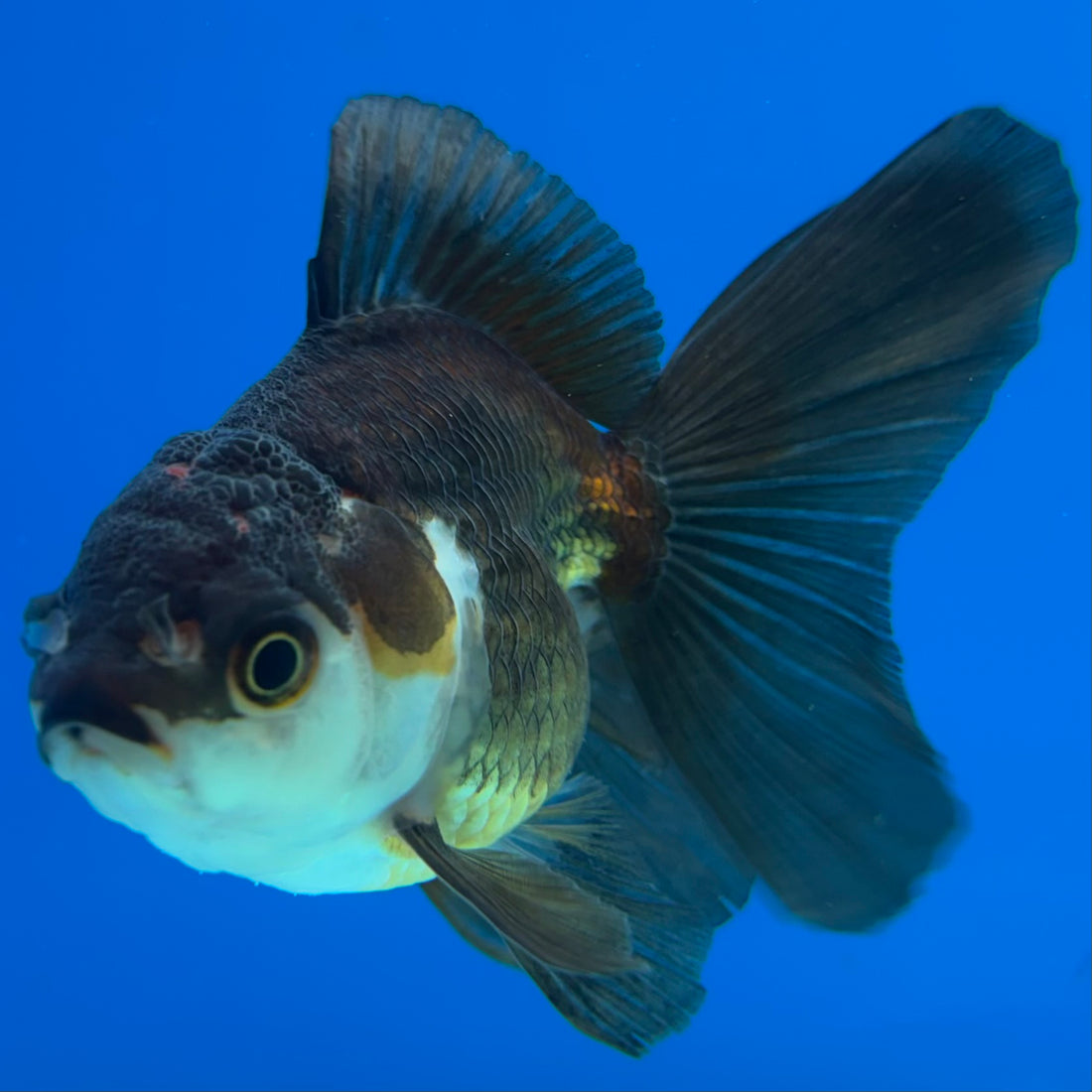 Thai Oranda Tri-Color 2.5” Male (CK-1558)R3A12