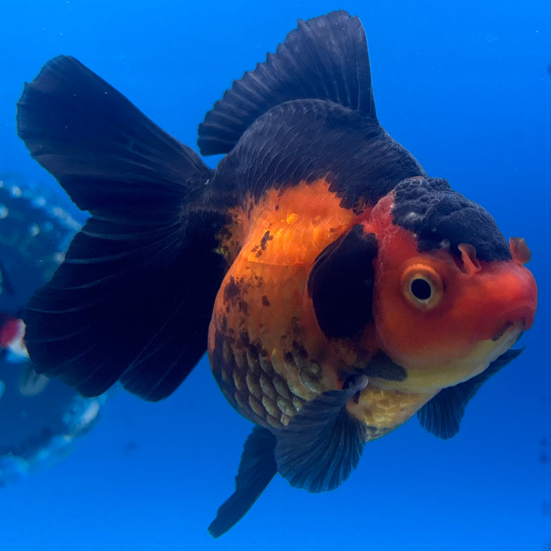 Thai Oranda Apache 3” Body Male(CK-1411)R1B09