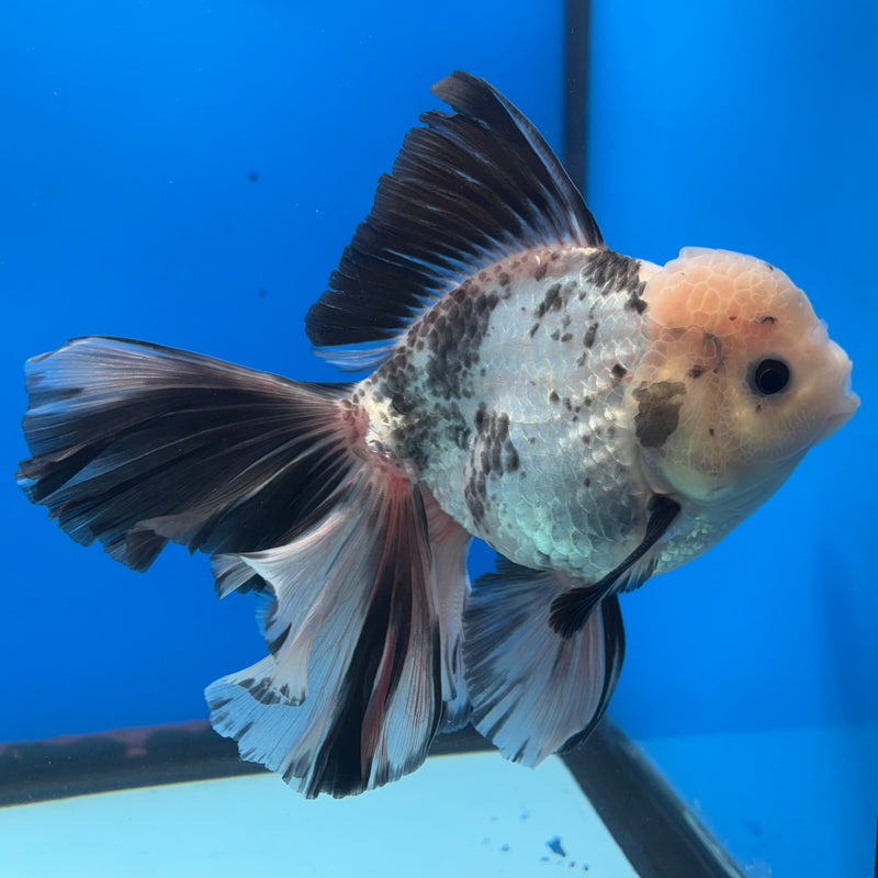 Thai Oranda JUMBO Panda 4” Body Male(CK-1394)SHOWTANK2