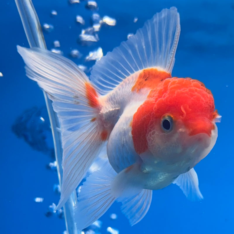Thai Oranda Red/White 2” Body Female(CK-1283)R3B03