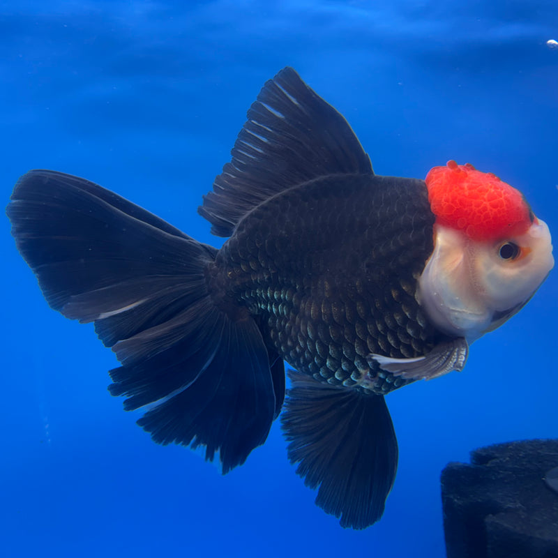 Thai Oranda AA JUMBO Tri-Color 4.5” Body Male(AA-CK-1353)R1BLUETUB3