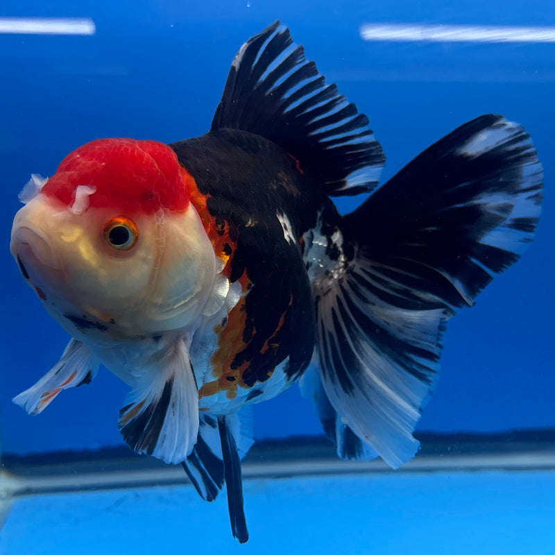 Thai Oranda JUMBO Tri-Color 4” Body Female(QGF-CK-1325)BLUETUB1