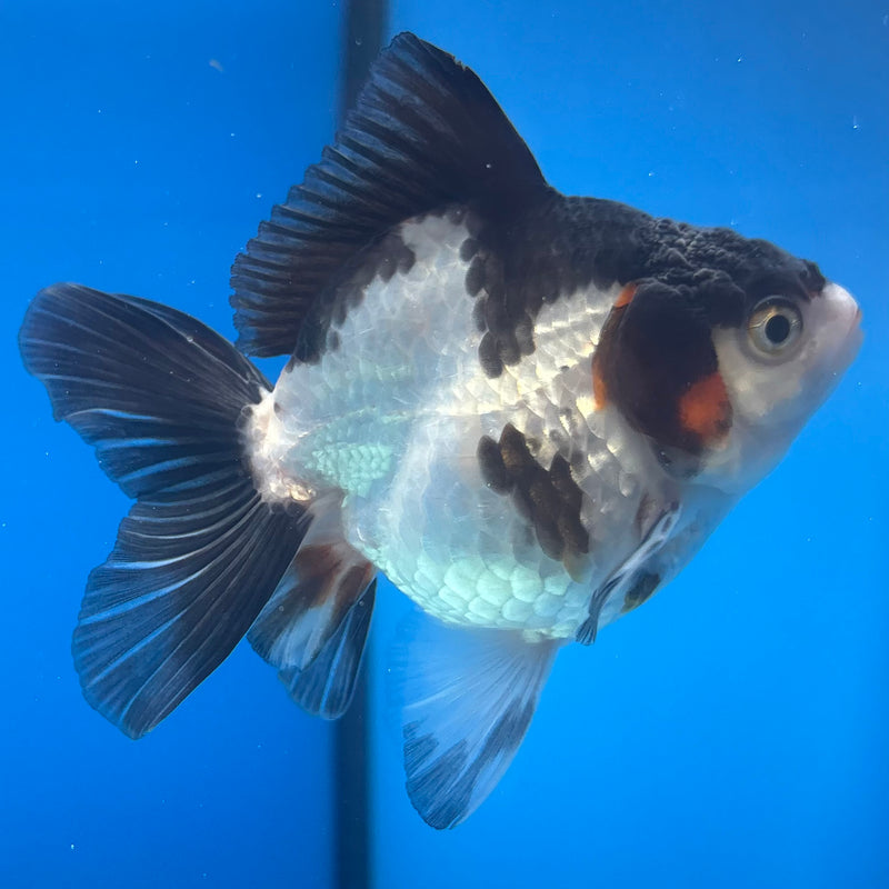 Thai Oranda NOK Tri-Color 3” Body Male(NOK-CK-1193)R3B13
