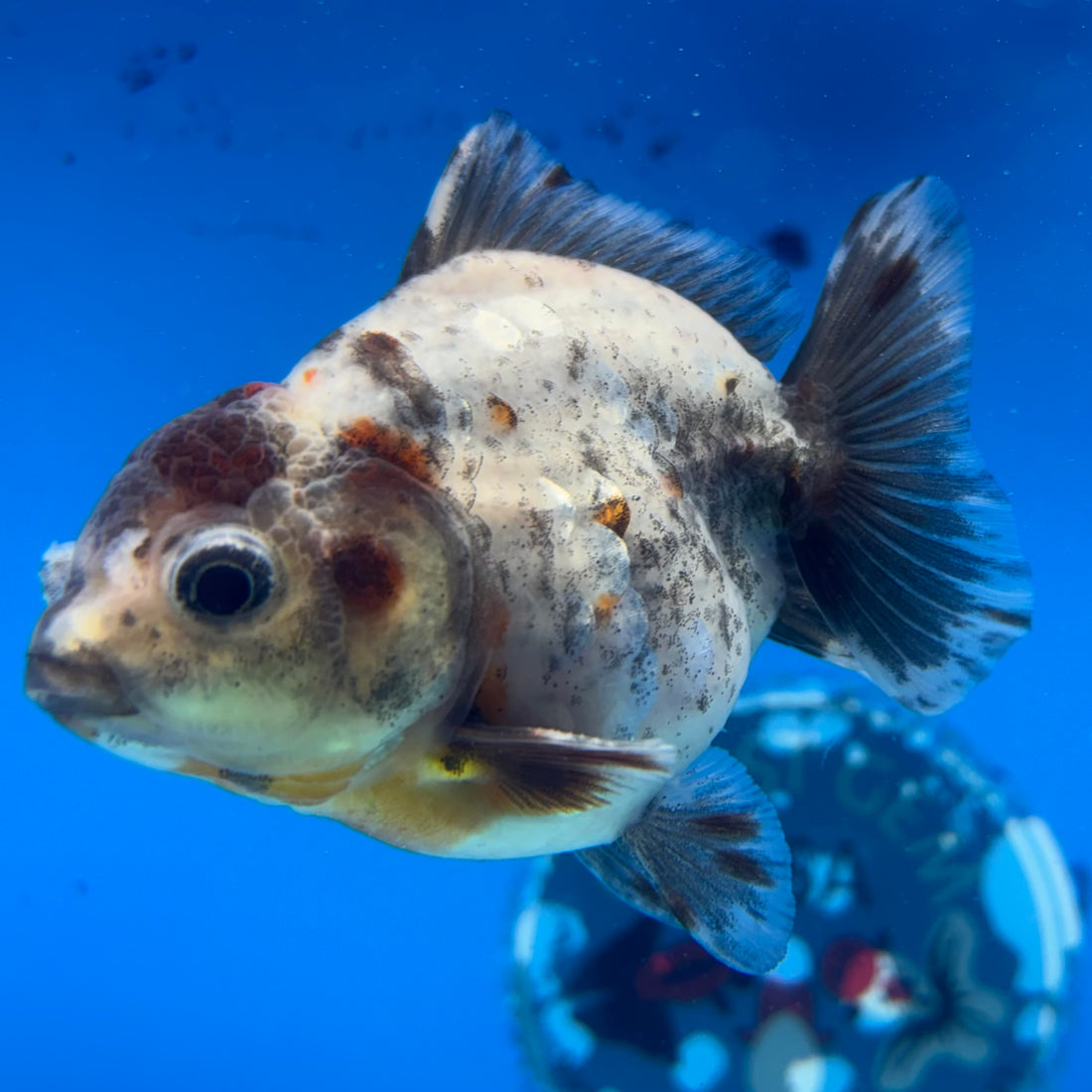 Thai Oranda Calico Yuanbao by SHOGUN 2.8” Body Male(CK-1595)R3B08
