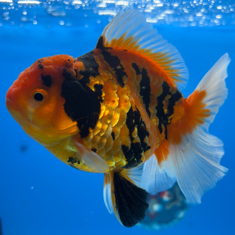 Thai Oranda Tiger Calico 3.5” Body Female(BIN-CK-1056)SHOWTANK2
