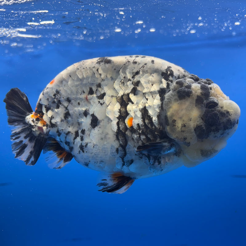 Thai Super Jumbo Calico Ranchu 6” Body Male(CK-CRP-JO1138)