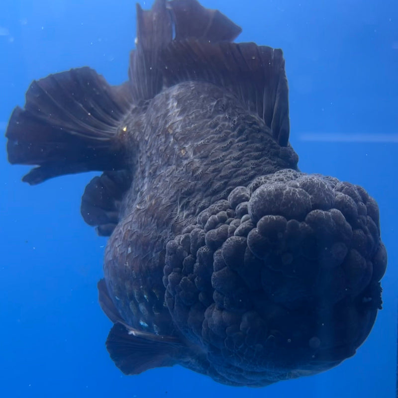 Thai Oranda JUMBO Full Black 5.5” Body Male(NKT-CK-641)BLUETUB2