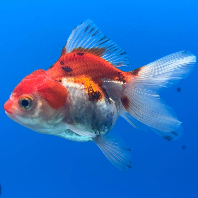 Thai Oranda Tri-Color 2” Body Female(CK-1269)R3B06