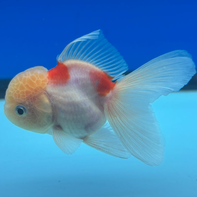 Thai Oranda Lemon Head Tri-Color Calico 2” Body Male(CK-1282)R3B03