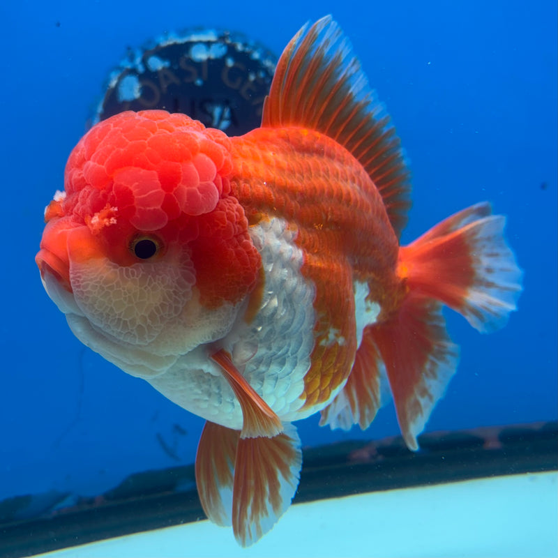 Thai Jumbo Oranda Red/White 4.5” Body Female(CRP-CK-1082)BLUETUB2