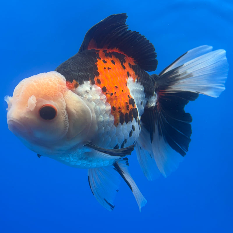 Thai Oranda JUMBO Tri-Color/Apache 5” Body Female(QGF-CK-1317)BLUETUB1