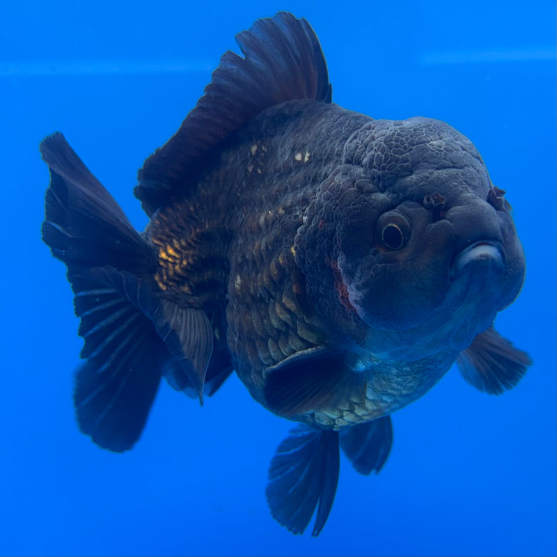 Thai Oranda JUMBO Full Black/Tri-Color4” Body Male(QGF-CK-1342)BLUETUB1