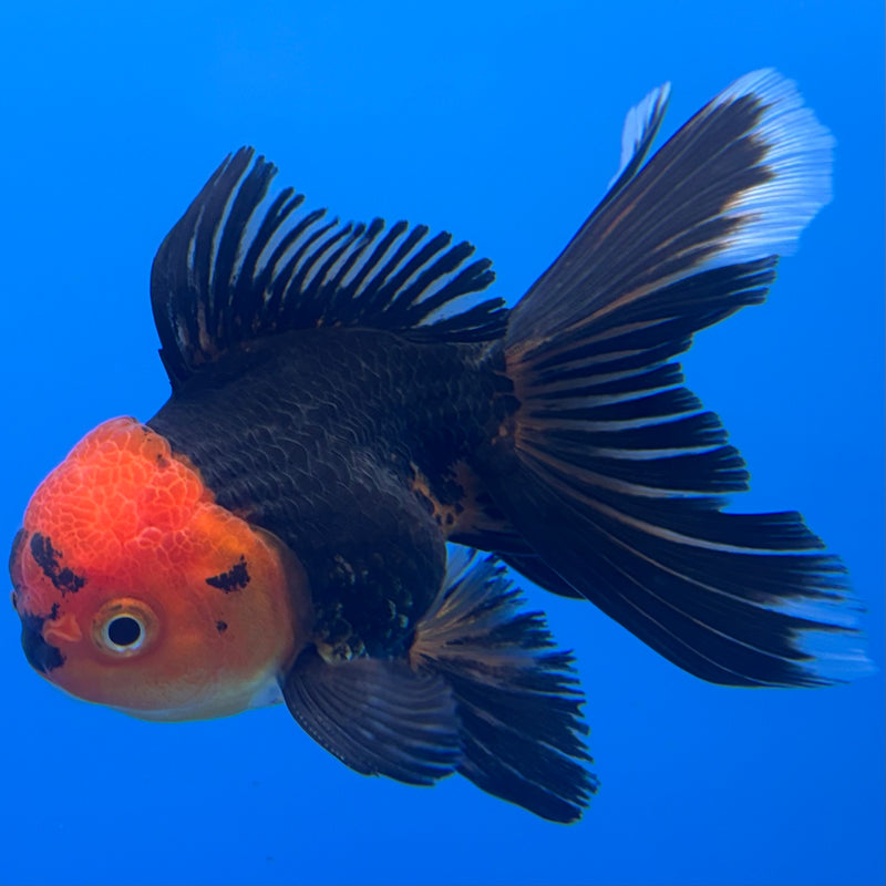 Thai Oranda Apache 3” Body Male(CK-710)R1A06
