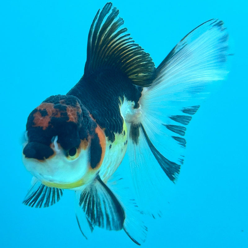 Thai Tri-Color Oranda 2.5”Body Female (JCD-089)R4B03