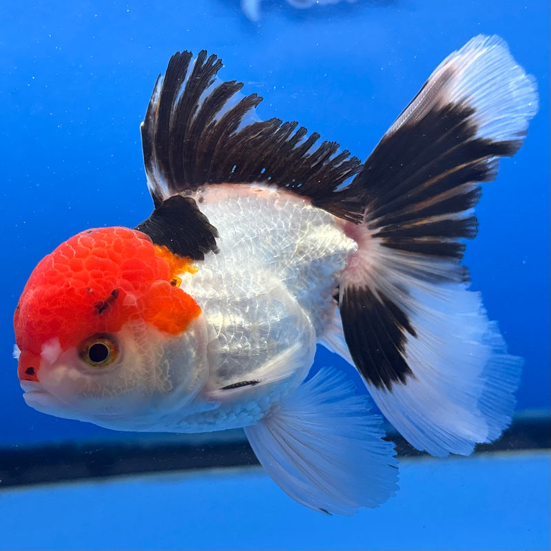 Thai Oranda Tri-Color 3” Body Male(CK-976)R3B09